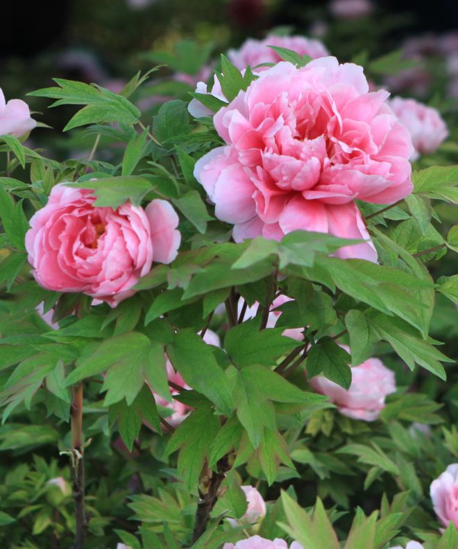 z6尊龙入口：洛阳旅游3天2晚跟团全攻略牡丹园白马寺全打卡纯玩行程附团价(图7)