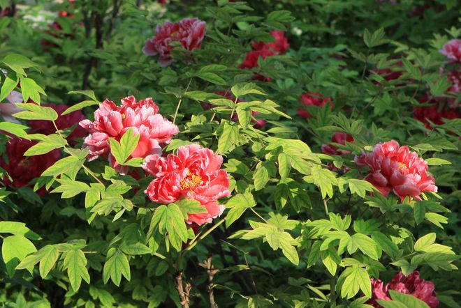 z6尊龙入口：洛阳旅游3天2晚跟团全攻略牡丹园白马寺全打卡纯玩行程附团价(图6)