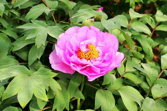 z6尊龙入口：洛阳旅游3天2晚跟团全攻略牡丹园白马寺全打卡纯玩行程附团价(图9)