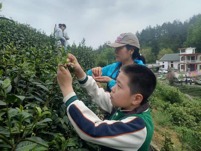 z6尊龙入口：一芽新茶绿全域文旅红——陕西商南以茶为媒解锁乡村振兴共富密码(图2)