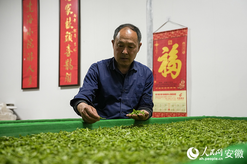 z6尊龙入口：安徽金寨：山夜“收茶人”(图4)